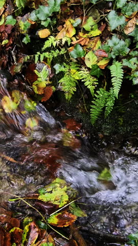 A small brook surrounded by various plants. Slow motion. Vertical video. panning Royalty-Free Stock Footage #3456528807