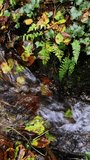 A small brook surrounded by various plants. Slow motion. Vertical video. panning