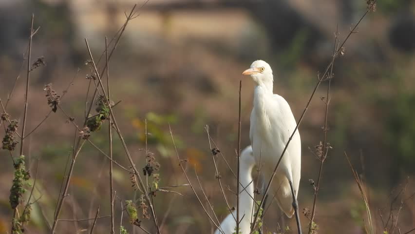 Heron relaxing on forest area .