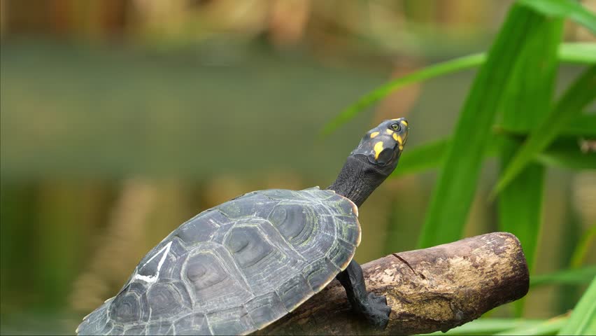 Close up shot of a vulnerable reptile species, a juvenile yellow-spotted river turtle, podocnemis unifilis, basking on submerged log by the lake under the sunlight.