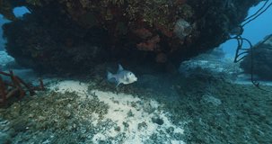 Cozumel. Fish fight. Mexico. Underwater video.
