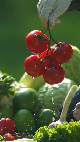 fresh vegetables vertical video. farmers market outdoor. fresh harvested tomatoes