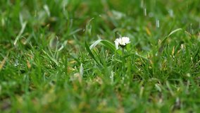 Fresh spring rain is raining on green grassy meadow with white daisy flower, slow motion of rainy nature - Powered by Shutterstock - Get 15% off with code: PIKWIZARD15