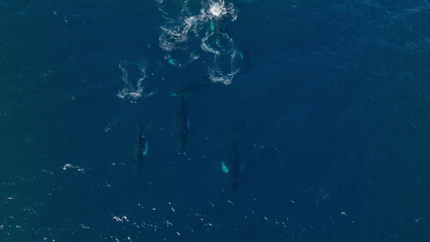 Group of humpback whales swim together and breaks surface to spout, aerial view Royalty-Free Stock Footage #3456614905
