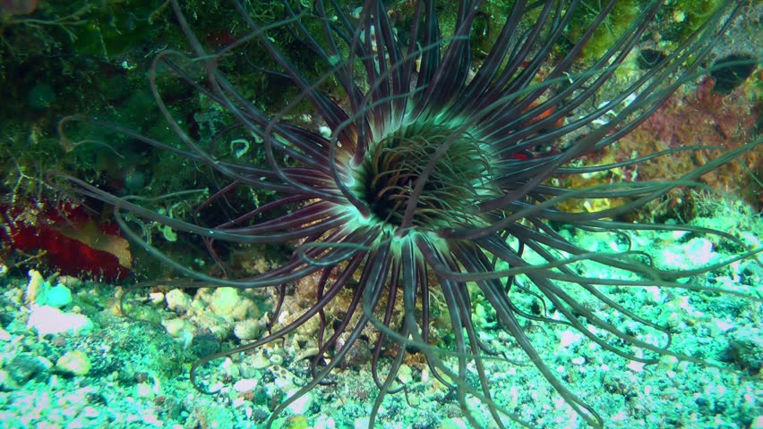 Giant Cerianthus anemone (Cerianthus membranaceus) at the bottom of the sea, close-up.