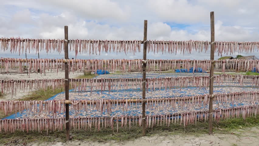 Raw Bombay duck fishes are hanging and drying in open air and sunlight. A temporary field for processing dried fish by the sea.