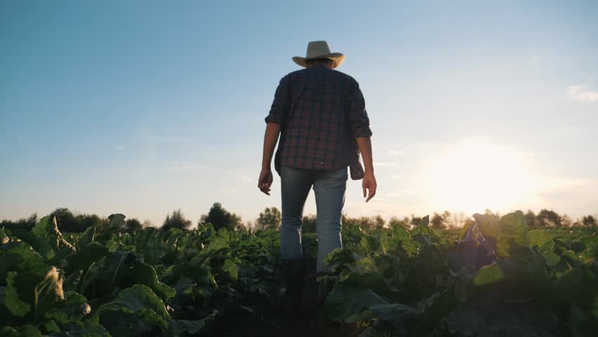 Agricultural concept. Happy concept. Senior farmer in rubber boots, hat in field at sunset.farmer agronomist walks through green field of plantation.Dreams Come True.Happy harvest farmer.Fertile land. Royalty-Free Stock Footage #3456697409
