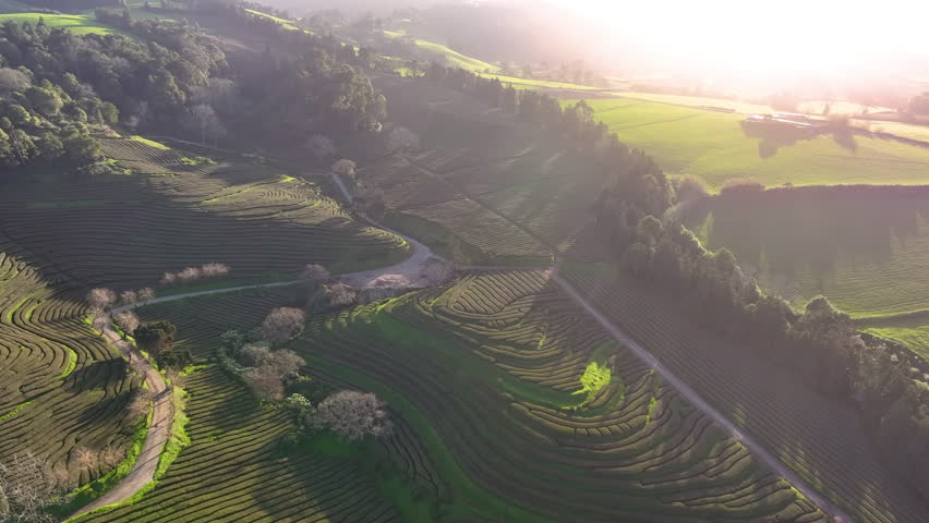 4k Aerial view of green Tea plantations terrace. Azores tea fields factory in San Miguel island. Portugal.