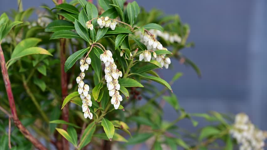 Pieris japonica, Purity flower. Branches with flowers of Pieris japonica, the Japanese andromeda or Japanese pieris. Royalty-Free Stock Footage #3456749147