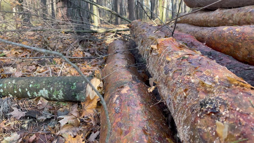 Freshly cut pine logs lie in middle of forest to dry before shipping. Deforestation is an environmental disaster on planet Earth
