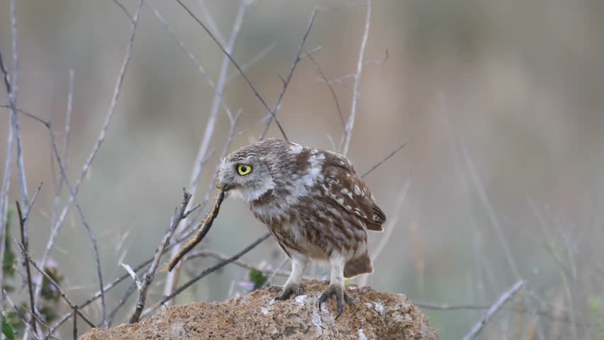 Little owl in natural habitat Athene noctua. The bird holds a beetle in its beak, the scientific name is Scolopendra gigantea. Sounds of nature. Royalty-Free Stock Footage #3456757349