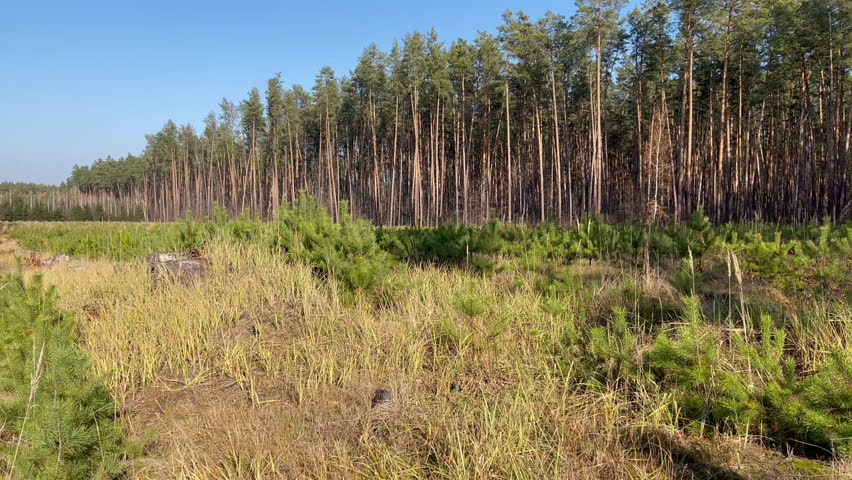Marking Border post at edge of forest area shows demarcation and identification of forest areas. Trees, pines, spruces, dividing post at edge of forest - an old clearing with stumps and bushes