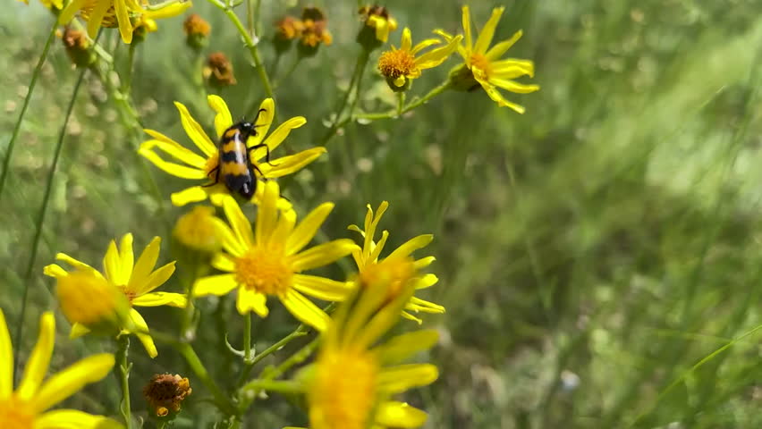 Longhorn beetles (Cerambycidae, long-horned, longhorn beetles or longicorns) black and yellow takes off from yellow daisy flower that sways in summer wind, slow motion