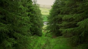 Drone footage in middle of trees near greenbooth Reservoir