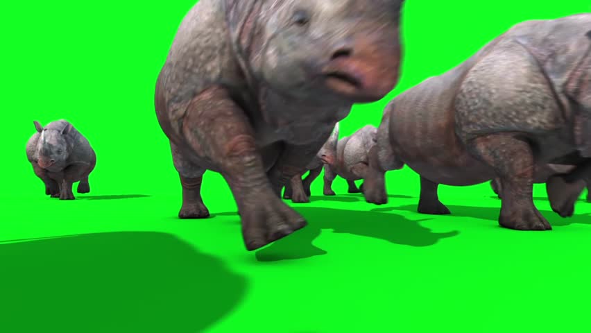 two-rhinos-at-the-zoo-image-free-stock-photo-public-domain-photo