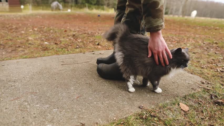 Petting a cat in a backyard in Ontario, Canada.