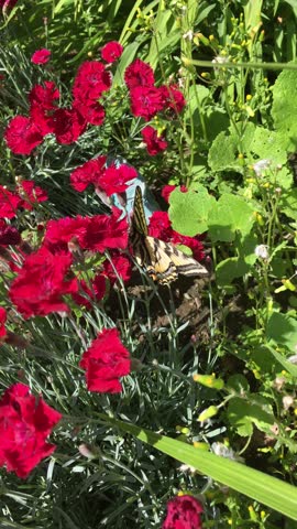 Western Tiger Swallowtail (Papilio rutulus) butterfly  landing on Dynasty Red Pinks Dianthus flowers in a backyard garden in the summer in Provo, Utah.  Butterfly flapping its wings (vertically shot).
