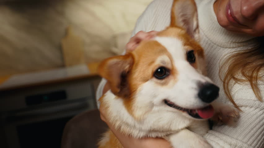 Woman's corgi love: Holding and expressing affection for her beautiful canine at home