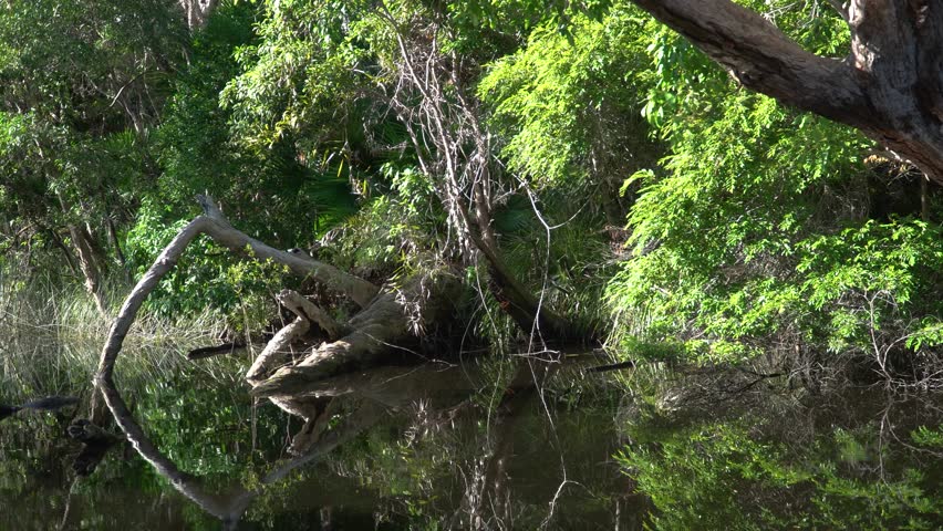 Serene everglades biosphere with lush green trees reflected in water in northern subtropical Australia on a sunny day.
