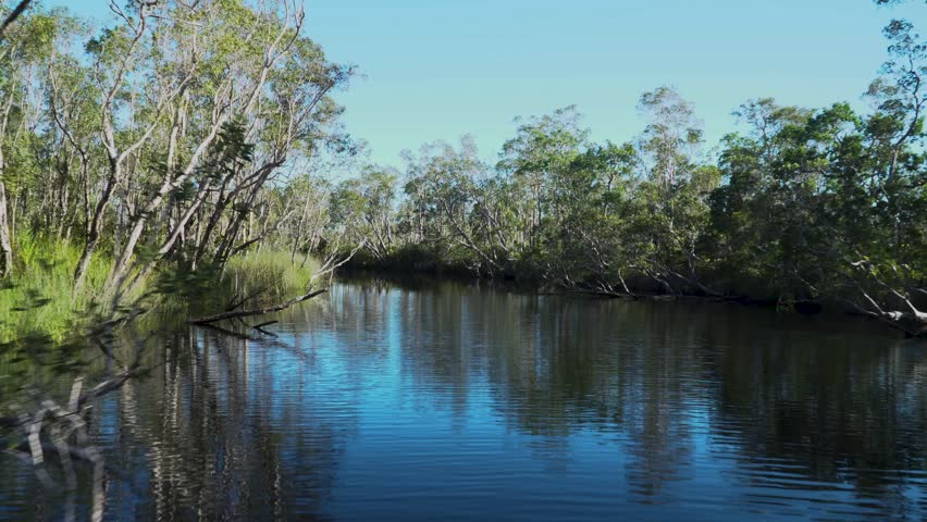 Australian wilderness everglades wetland with lush green trees reflected in river water in northern subtropical Australia on a sunny day.
