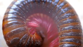 Animal Videography. Animal Footage. Slow motion Close up millipede moving from a circular position. Milipede curls its body as a self-defense scheme. Shot in 4K Resolution 30fps Video.