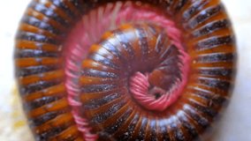 Animal Videography. Animal Footage. Slow motion Close up millipede moving from a circular position. Milipede curls its body as a self-defense scheme. Shot in 4K Resolution 30fps Video.