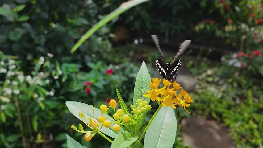 A mormon butterfly sitting on a yellow flower in slow motion