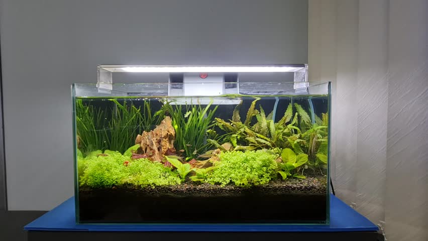 Fish tank in the office room. redtail rasbora are swimming in freshwater aquarium.   Royalty-Free Stock Footage #3456986239