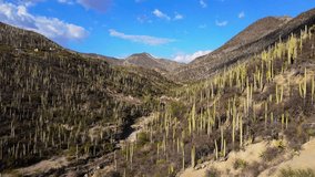 Aerial Video of Cactus in the Mountains at Mexican Landscape.