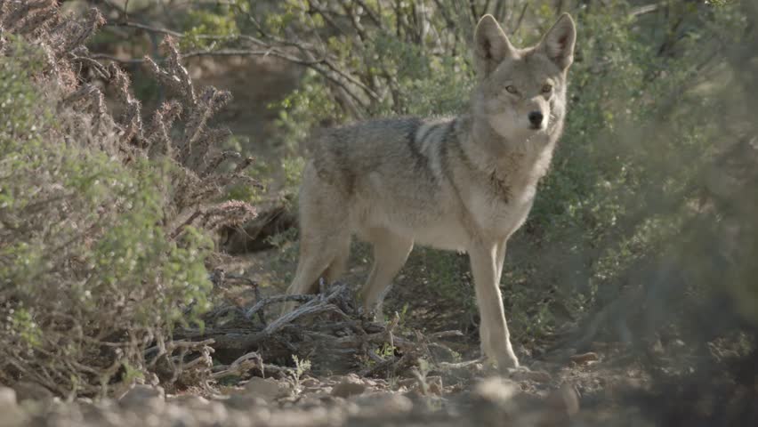 coyote in the Sonoran Desert, Arizona Royalty-Free Stock Footage #3457037811