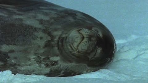 Weddell seals on ice