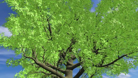 Growing Tree on a Hill (HQ 1080p 3D Animation)