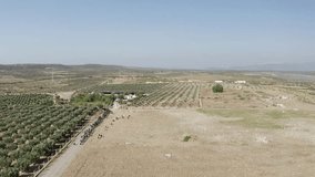 Aerial Video of Shepherd and Herd of Goats Walking Among Olive Trees in Countryside in Turkey.