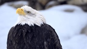 Bald eagle standing in snow by pile of rocks. 4k cinematic raw wildlife super slow motion 120 fps video