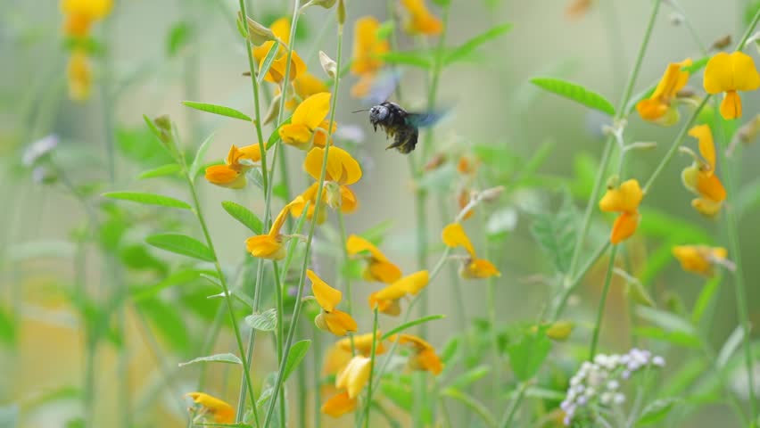 Carpenter bees and small yellow flowers