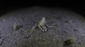 Longarm Octopus is hunting in the night. Underwater world of Tulamben, Bali, Indonesia. 4k video.