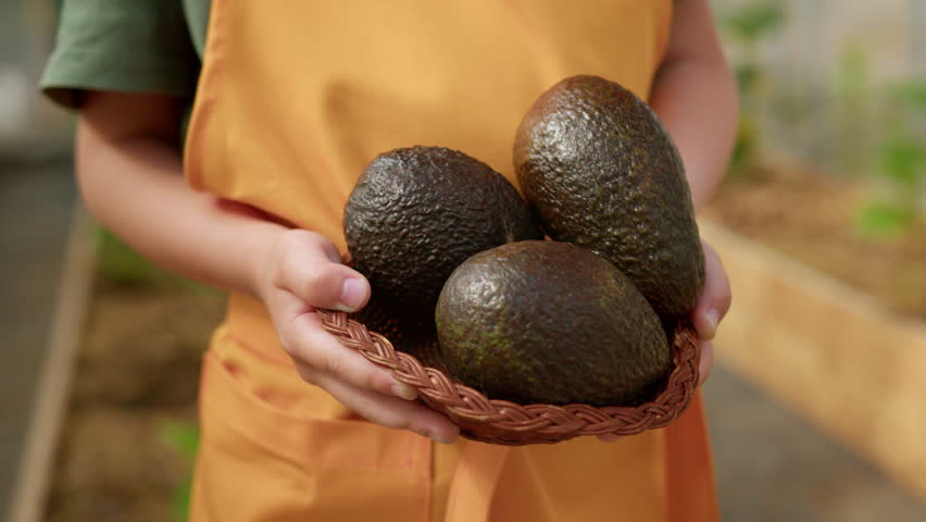 Boy holding basket with riped green avocados on farmland, hands close-up.