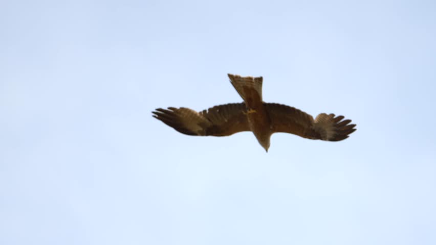 Red Kite Raptor with spreading wings flying at blue sky. Hunting Red Kite Eagle. Tracking close up footage.