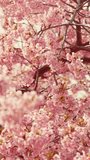Cherry blossoms in full bloom in spring, Sakura flower, Nature or environment background, Vertical video for smartphone footage, 4K slow motion
