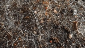 Streambed with flowing water. River bottom with gravel and sand. Calm current sways thin stalks of aquatic plants and carries away small particles of dirt - Powered by Shutterstock - Get 15% off with code: PIKWIZARD15