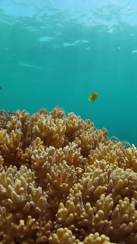 Underwater life scene. Colorful tropical fish and soft corals. Marine sanctuary, protected area. Vertical view. Royalty-Free Stock Footage #3457148587