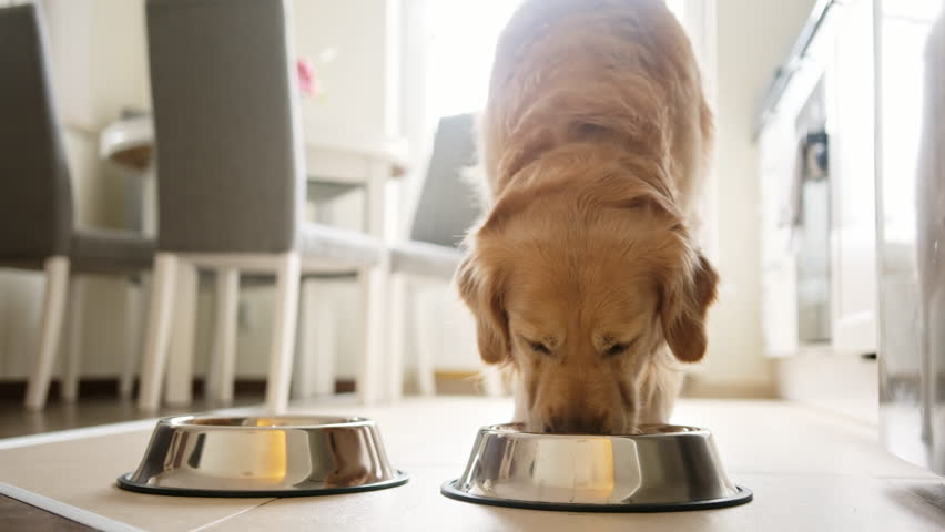 Cute Golden Retriever Dog Having Food From A Bowl In The Kitchen
