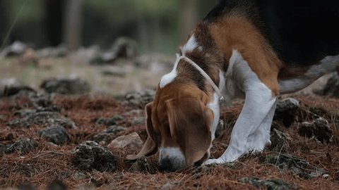 Close up shot of a pet beagle dog playing with a stone while on a trip to the forest at daytime. Arkivvideo