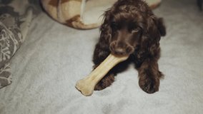 Portrait purebred cute young English Cocker Spaniel, chewing bone on bed. Young dark brown English Cocker Spaniel puppy chewing bone lying on bed. A playful English Cocker Spaniel looks at the camera.