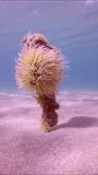 Vertical video, Mediterranean snakelocks sea anemone (Anemonia sulcata) settled on mooring rope protruding from sand seabed and swaying in sea current on blue water background, Slow motion