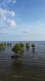 Vertical Drone Footage of mangrove trees in the sea, Indonesia