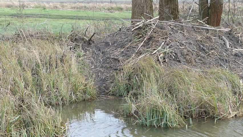 beaver lodge at water on a water channel in Havelland (Brandenburg, Germany)