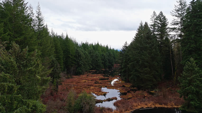 Pacific Northwest river in Evergreen forest low shot on cloudy day in Washington State.