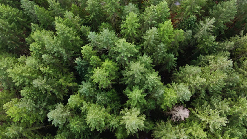 Pacific Northwest Bird's Eye view of Evergreen tree tops revealing creek in forest in Washington State.
