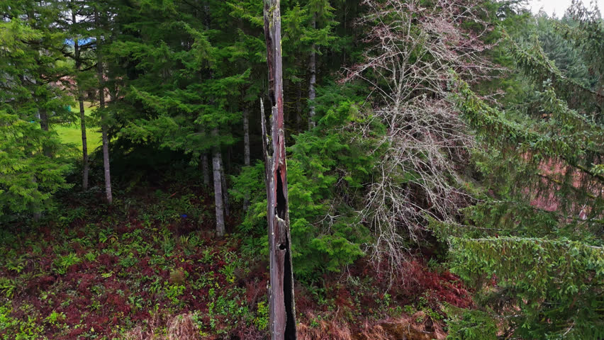 Pacific Northwest creek and trees in Evergreen forest in Washington State on cloudy day